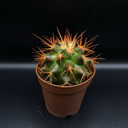 Кактус 🌵