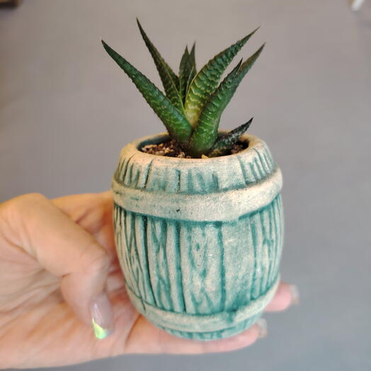 Хавортия полосатая (Haworthia fasciata)