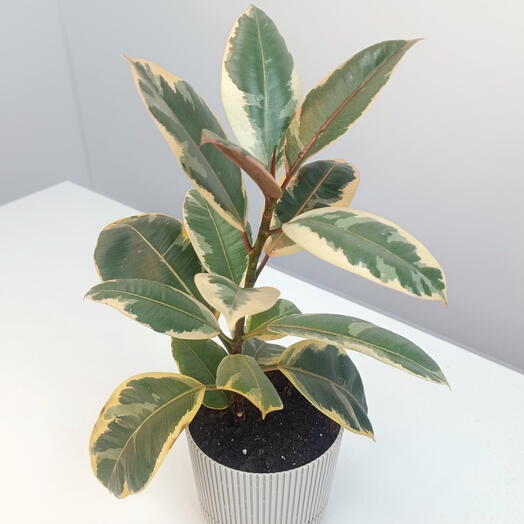 Комнатное растение Фикус Тинеке 🌿