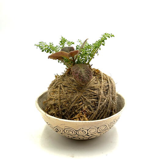Кокедама из пилеи мелколистной и эписции (Pilea microphylla, Episcia)