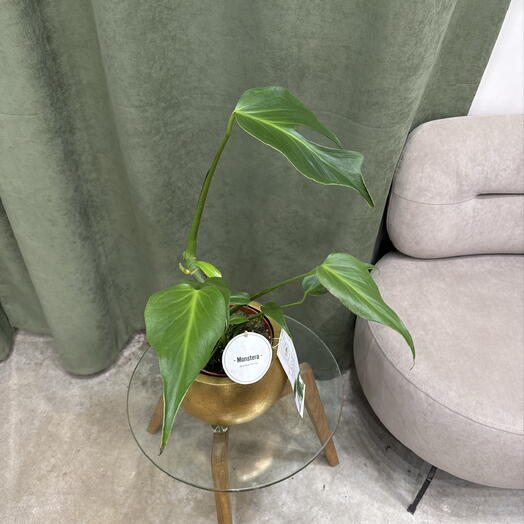 Monstera / araceae