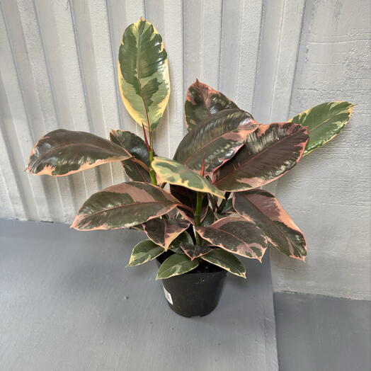 Фикус эластика руби 3 ствола D 13 cm