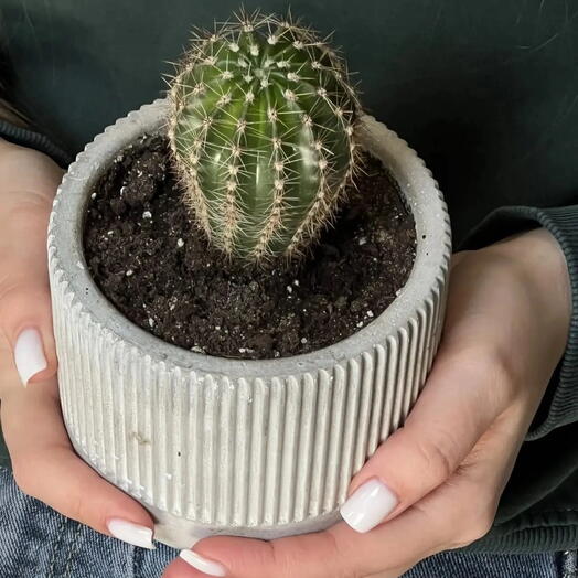 Комнатное растение « кактус» 🌵