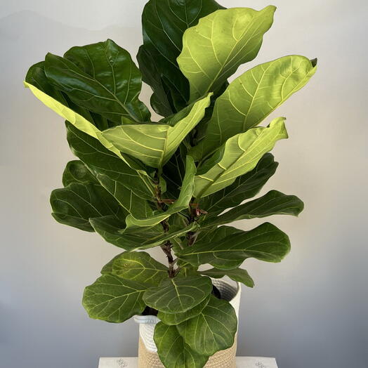 Фикус лировидный (Ficus lyrata)