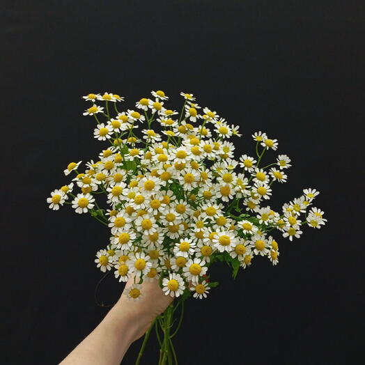 Ромашки 5 шт 🌸