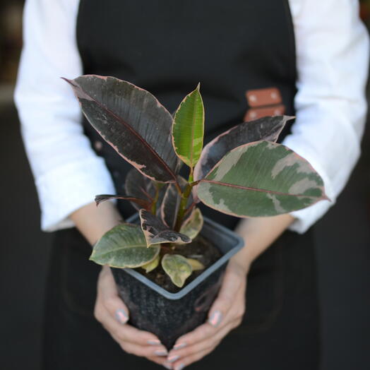 Фикус эластика «Абиджан» (Ficus elastica ‘Abidjan )