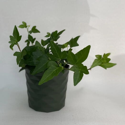 Хедера хеликс Вандер / Hedera helix Wonder