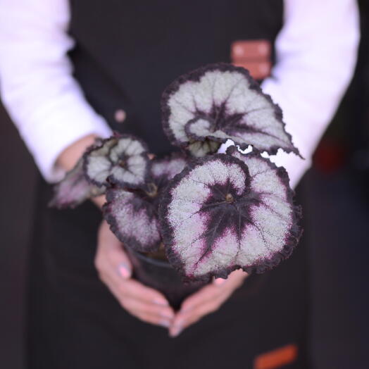 Бегония рекс (Begonia rex)
