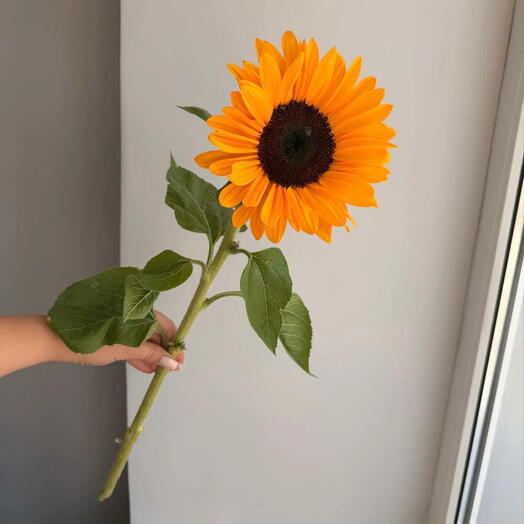 Подсолнух 🌻