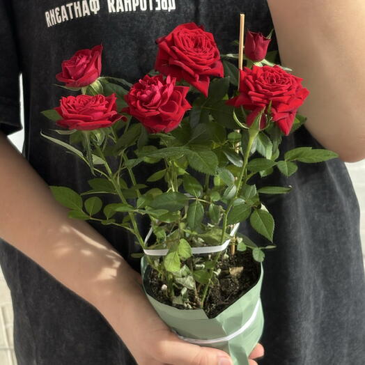 Комнатное растение Роза кустовая Cordana 3