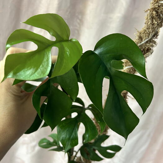 Рафидофора тетрасперма (Rhaphidophora tetrasperma)