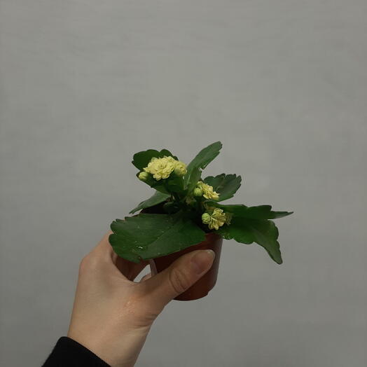 Горшковая каландива микс
