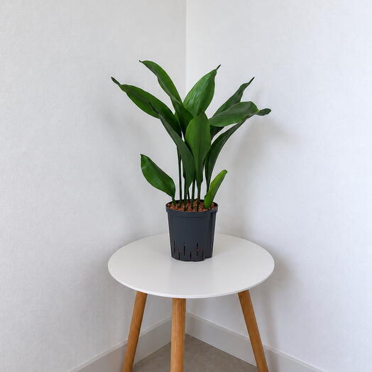 Aspidistra elatior