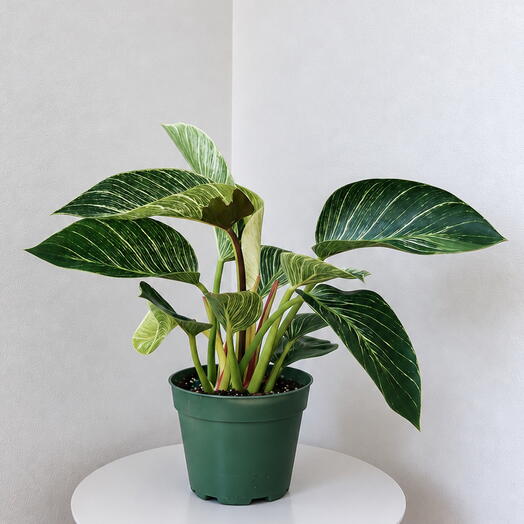 Philodendron Birkin
