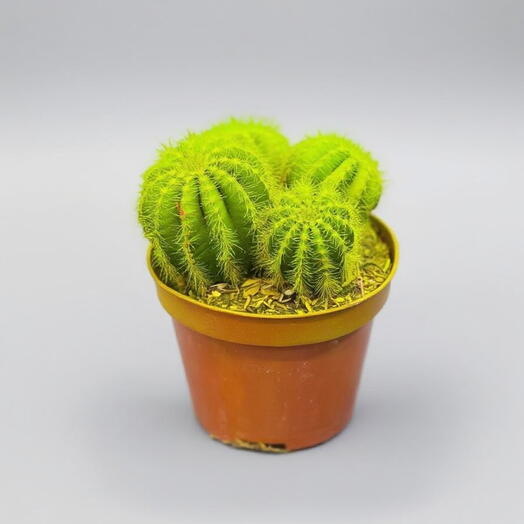 Кактус 🌵