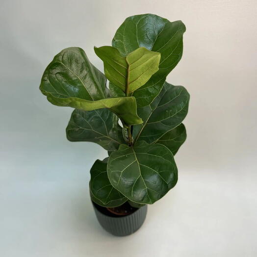 Фикус Лирата / Ficus lyrata