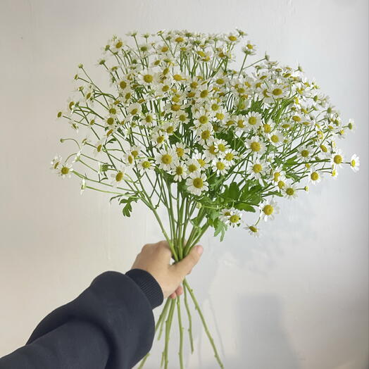 Танацетум 7