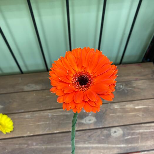 Gerbera orange mini