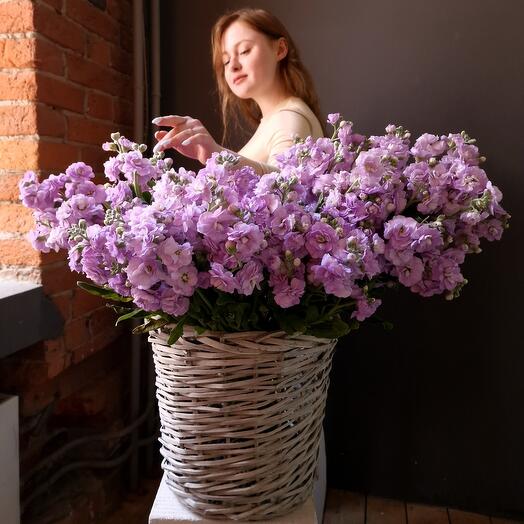 Cesta de matthiola fragante