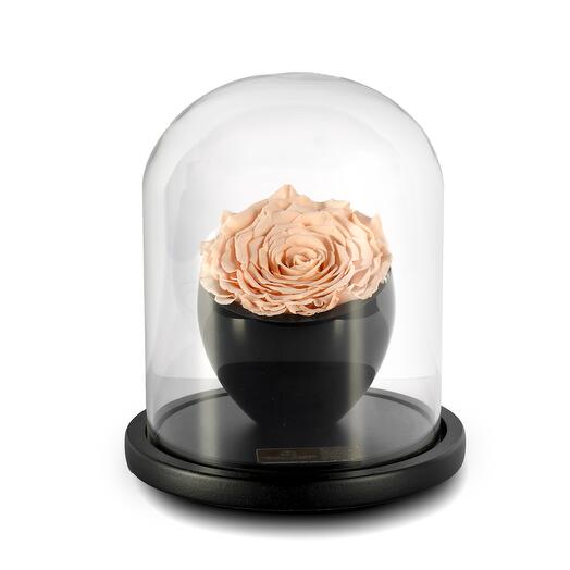 Peach Preserved Roses in crystal vase Single