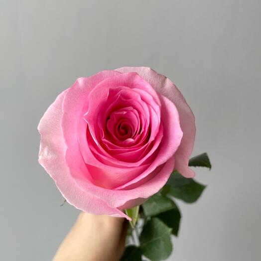 Нежно розовая роза 50 см
