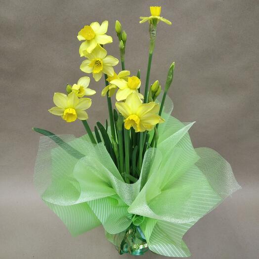 Daffodil in a pot with decoration