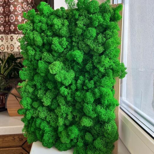 Панно/картина из мха