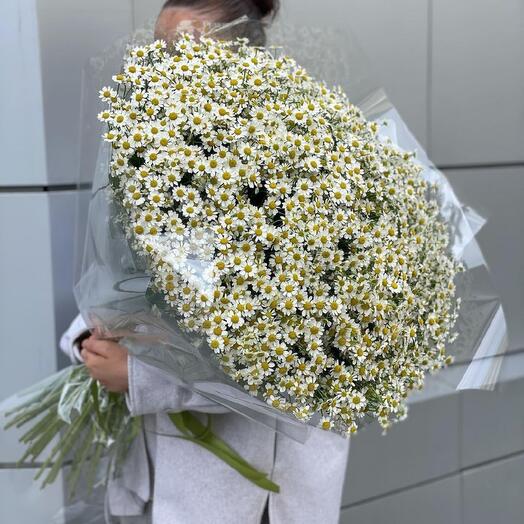 Bush daisies