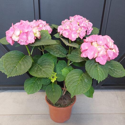 Гортензия крупнолистная Розита, Live Plants Moscow, buy at a price of ...