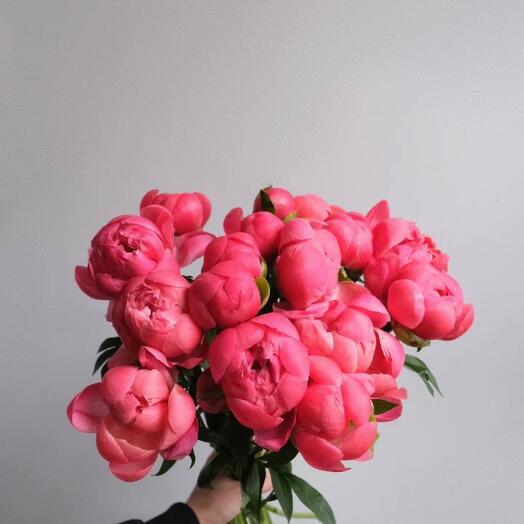 Peonies coral sharm