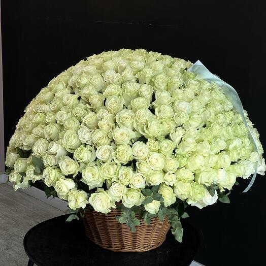 400 White roses in a basket