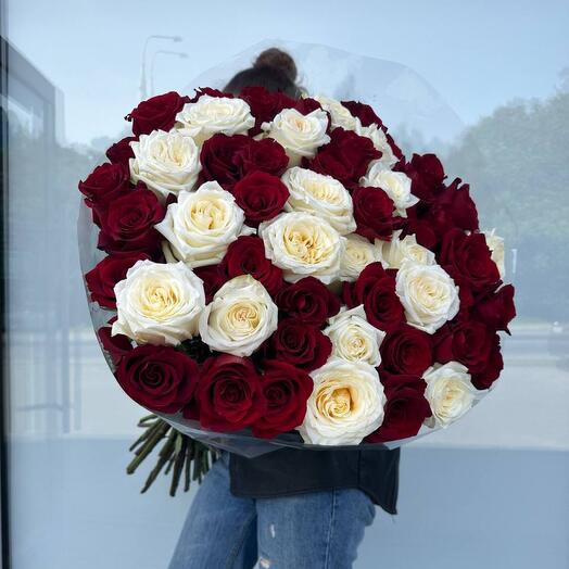 55 Rosas Holandesas