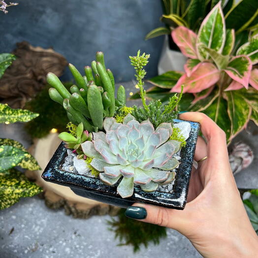 Succulents in ceramic pots