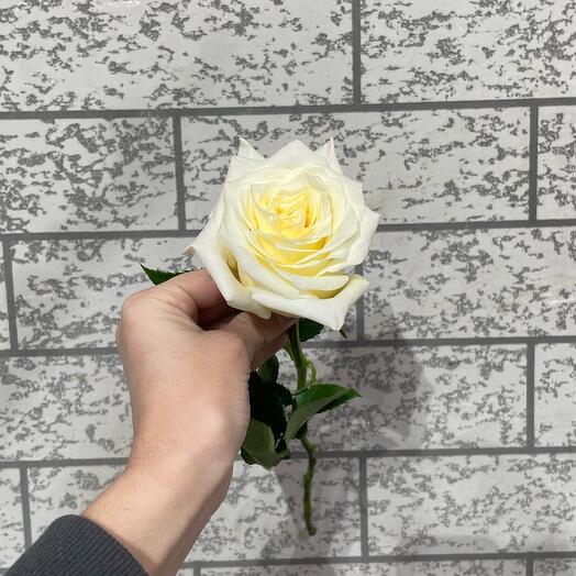 Пионовидная Белая Роза