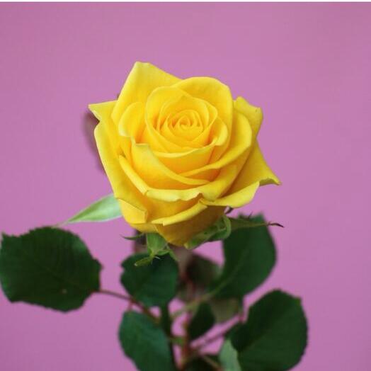 Желтая Роза 60см