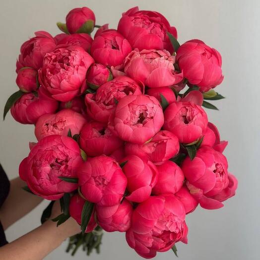 Коралловые пионы