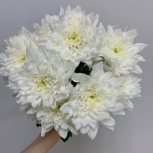 Crisantemo blanco