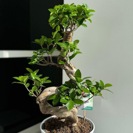 Бонсай Фикус Гингсек (без кашпо)