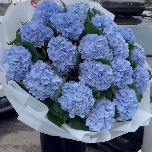 Blue hydrangea