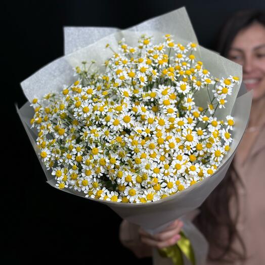 Ромашка (матрикария)