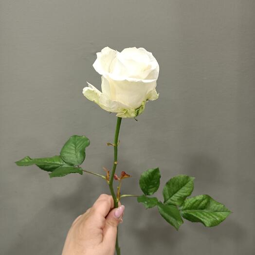 The rose is white