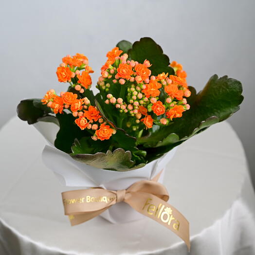 Orange Kalanchoe Plant