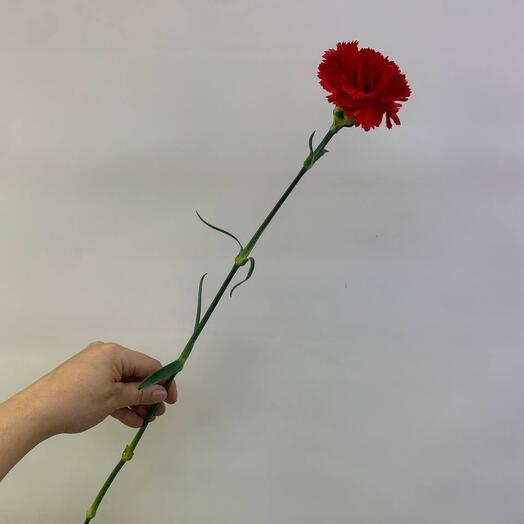 Clavel rojo
