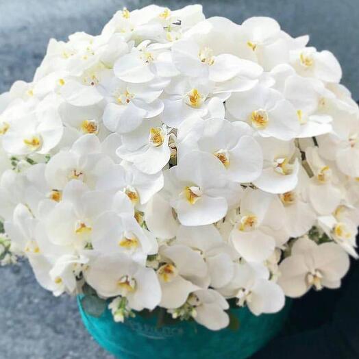 Bouquet of 51 white orchids in hatbox