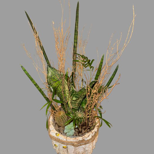 Composición de cactus y suculentas