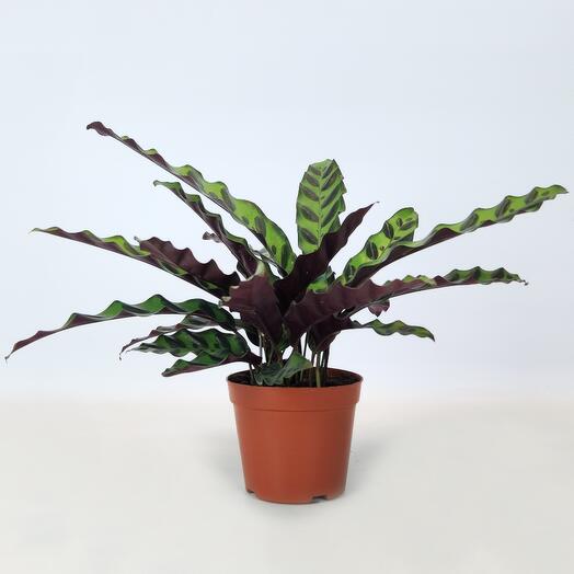 Калатея Леопардина, D-12