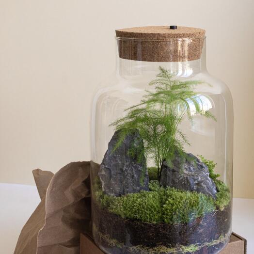 Asparagus heis Lux Florarium / ecosistema