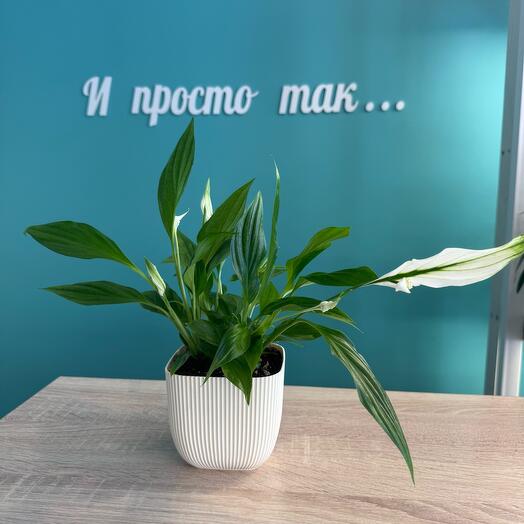Женское счастье ,  Спатифиллум