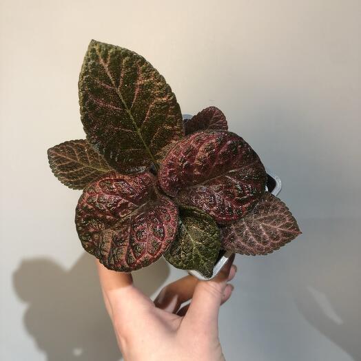 Эписция Купреата