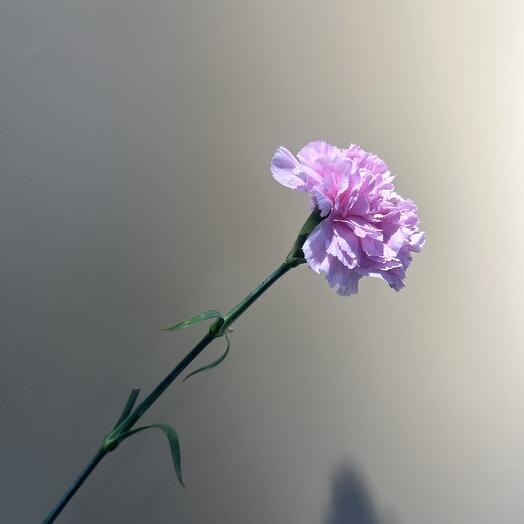 Розовые диантусы